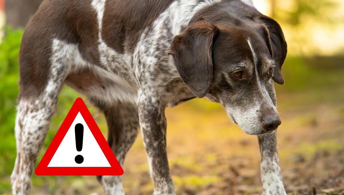 El extraño motivo por el que tu perro puede quedarse completamente quieto